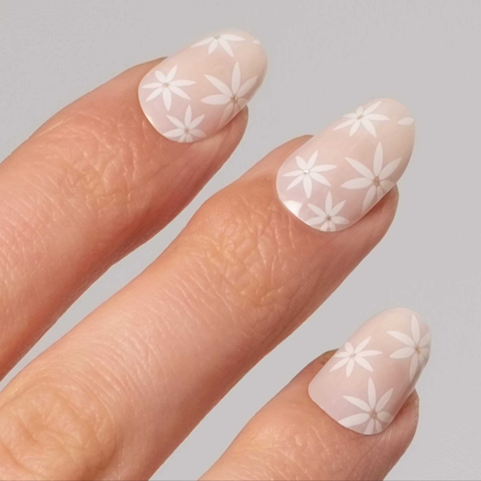 Soft Pink Daisies